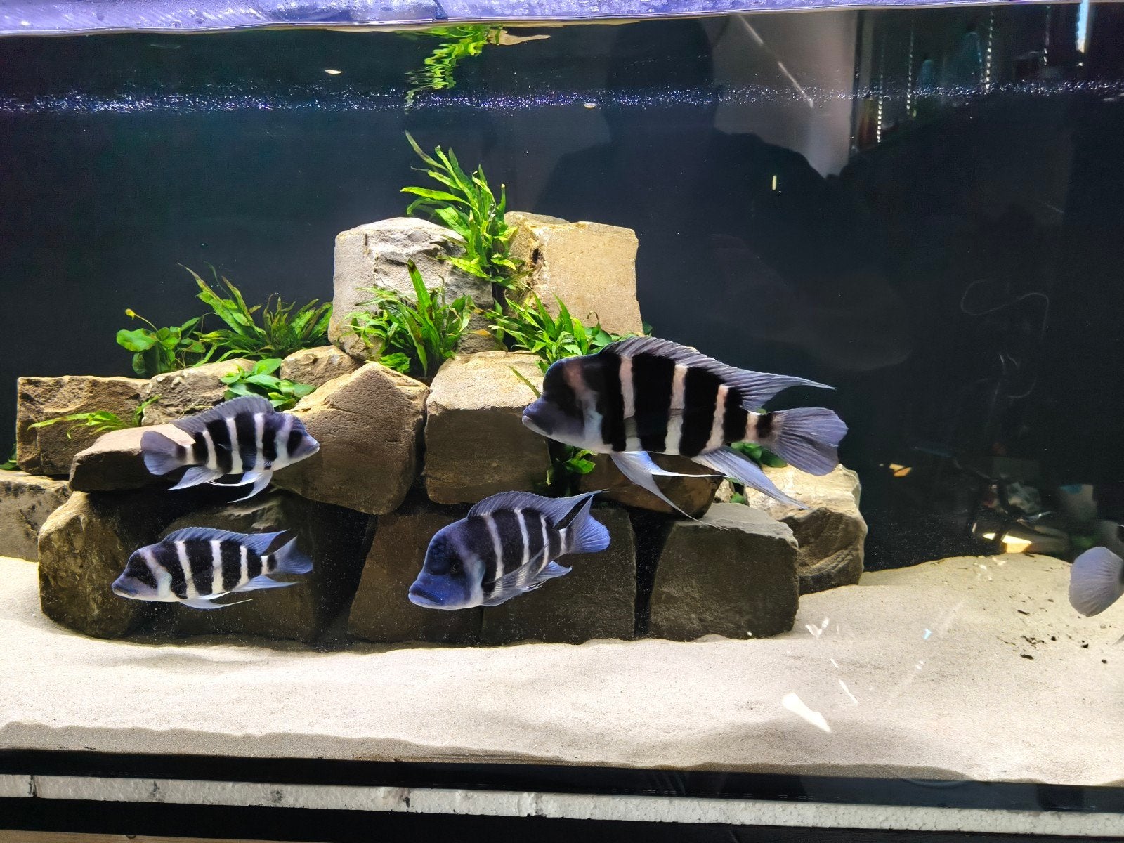 5 stuks frontosa,   tussen de 25-15 cm, Dieren en Toebehoren, Vis