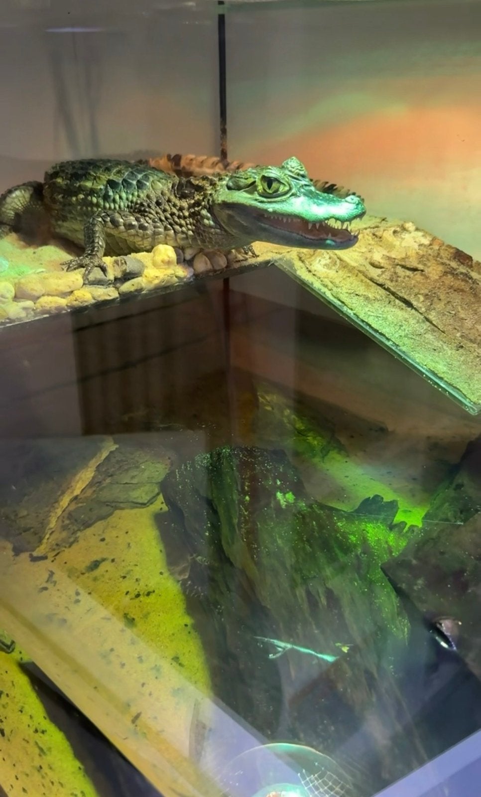 Kaaiman krokodil, Slang, 0 tot 2 jaar