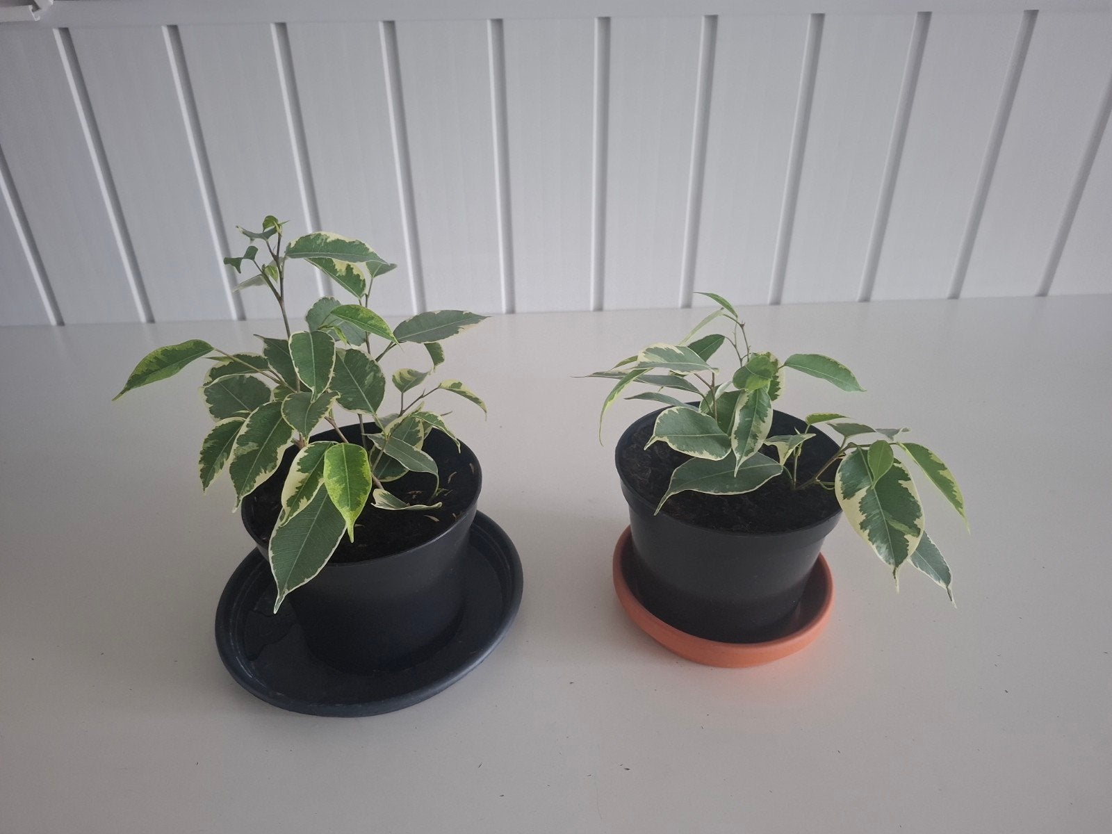 Jonge Ficus Benjamina, Huis en Inrichting, Ophalen, Ficus, Halfschaduw, Minder dan 100 cm