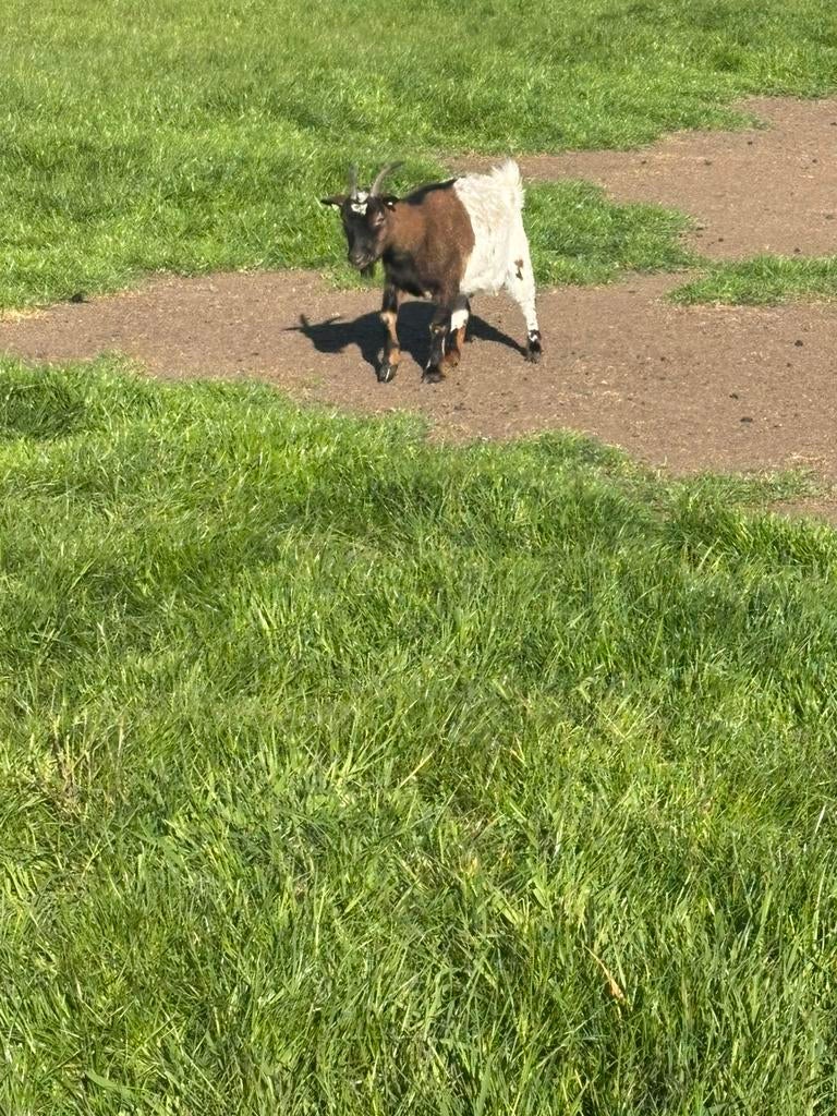 Lieve geit te koop, Vrouwelijk, Geit