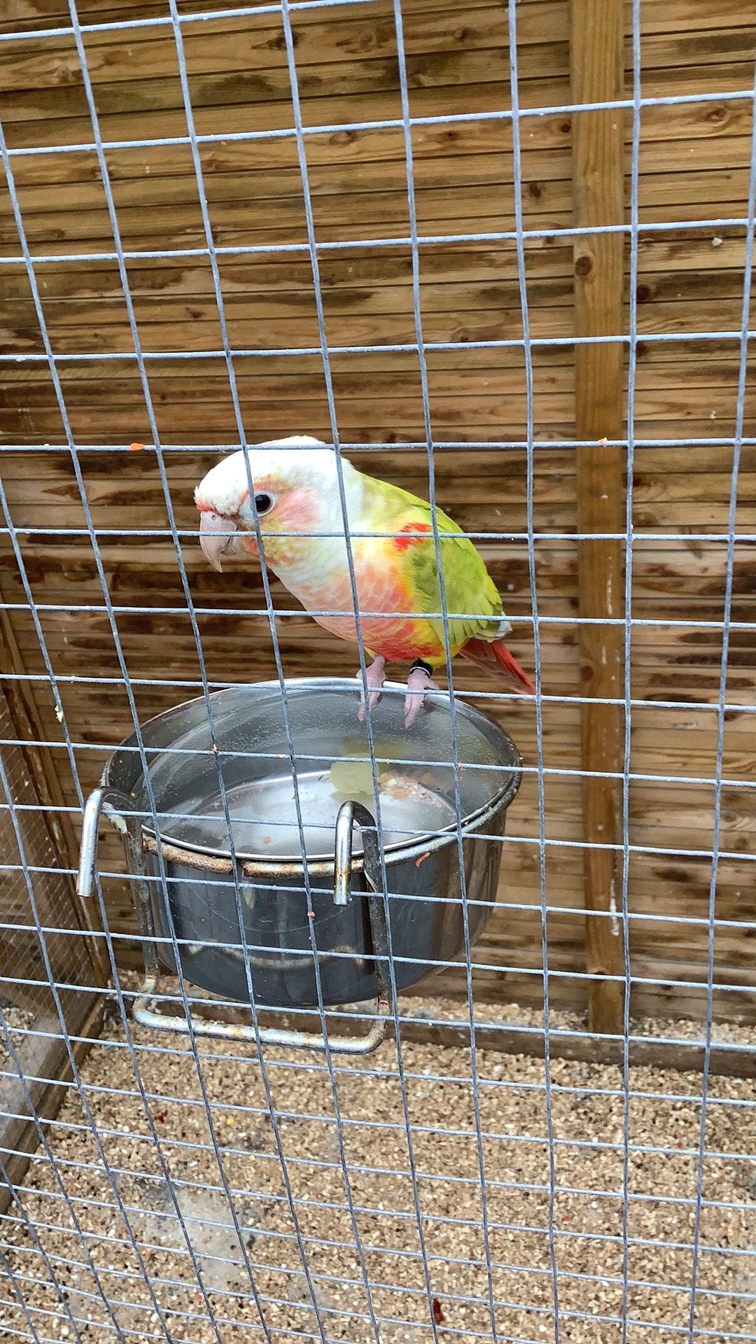 Koppel Pyrrhura Molinae met DNA bieden vanaf €150,00, Meerdere dieren, Parkiet