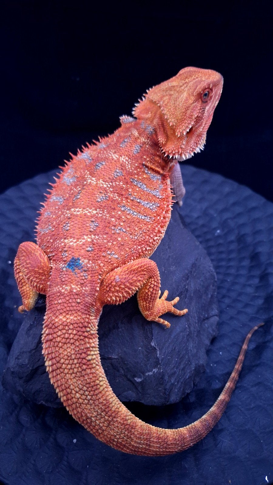 50% Red Monster Extreme Blue Tiger Baardagaam Man (Holdback) Bearded Dragon photo 2