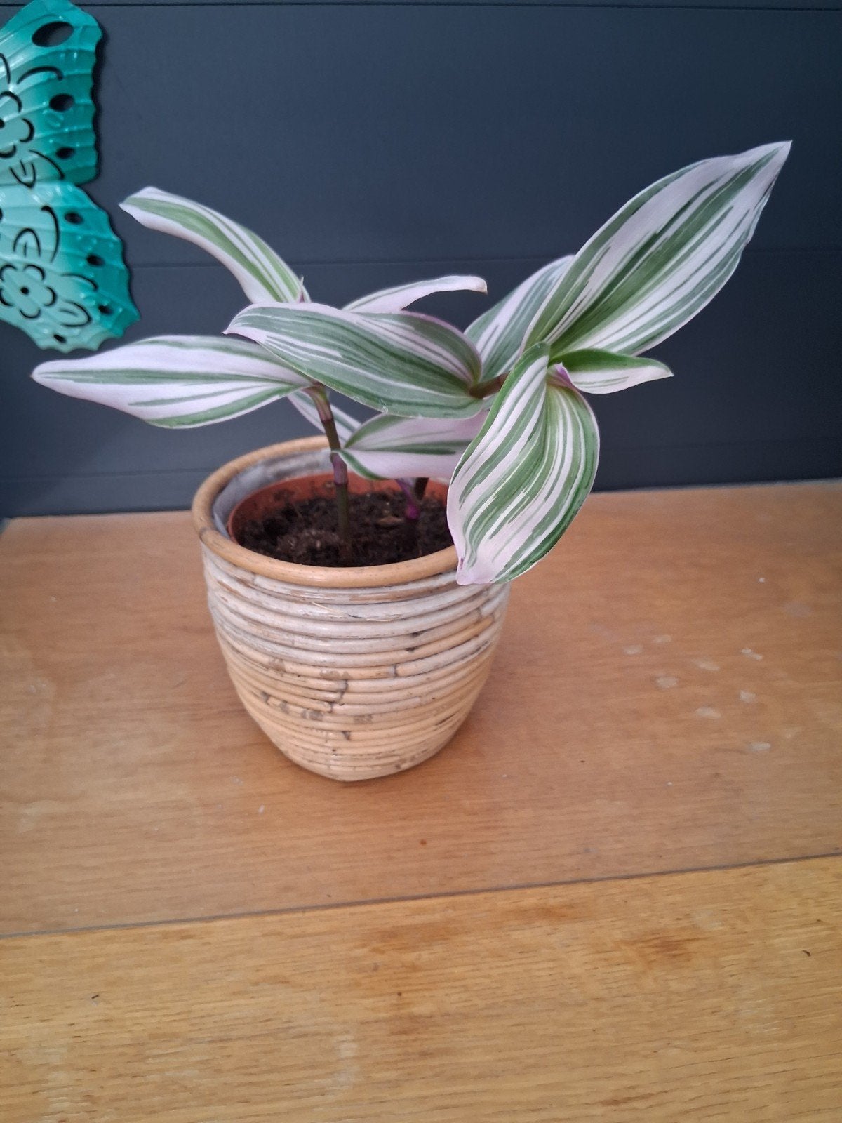 Tradescantia Nanouk - Roze-groene hangplant, Huis en Inrichting, Ophalen, Halfschaduw, Minder dan 100 cm