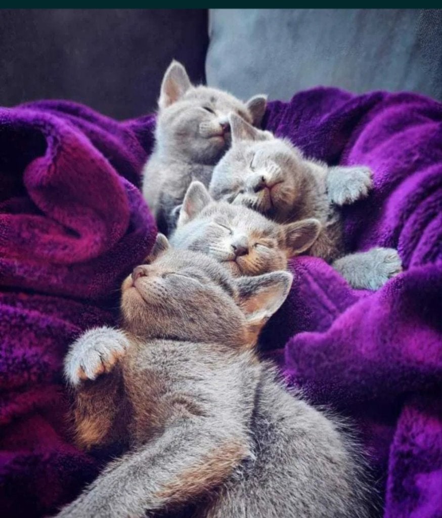 Blauwe Rus kittens met stamboom te koop, Meerdere dieren, Met stamboom, 0 tot 2 jaar