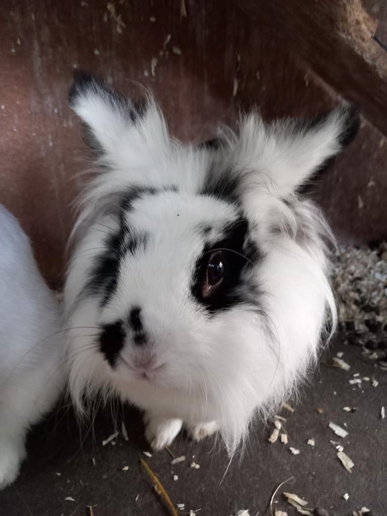 Konijnen maatje *gezocht* voor Spikkel, Dieren en Toebehoren, Konijnen, Vrouwelijk, 3 tot 5 jaar