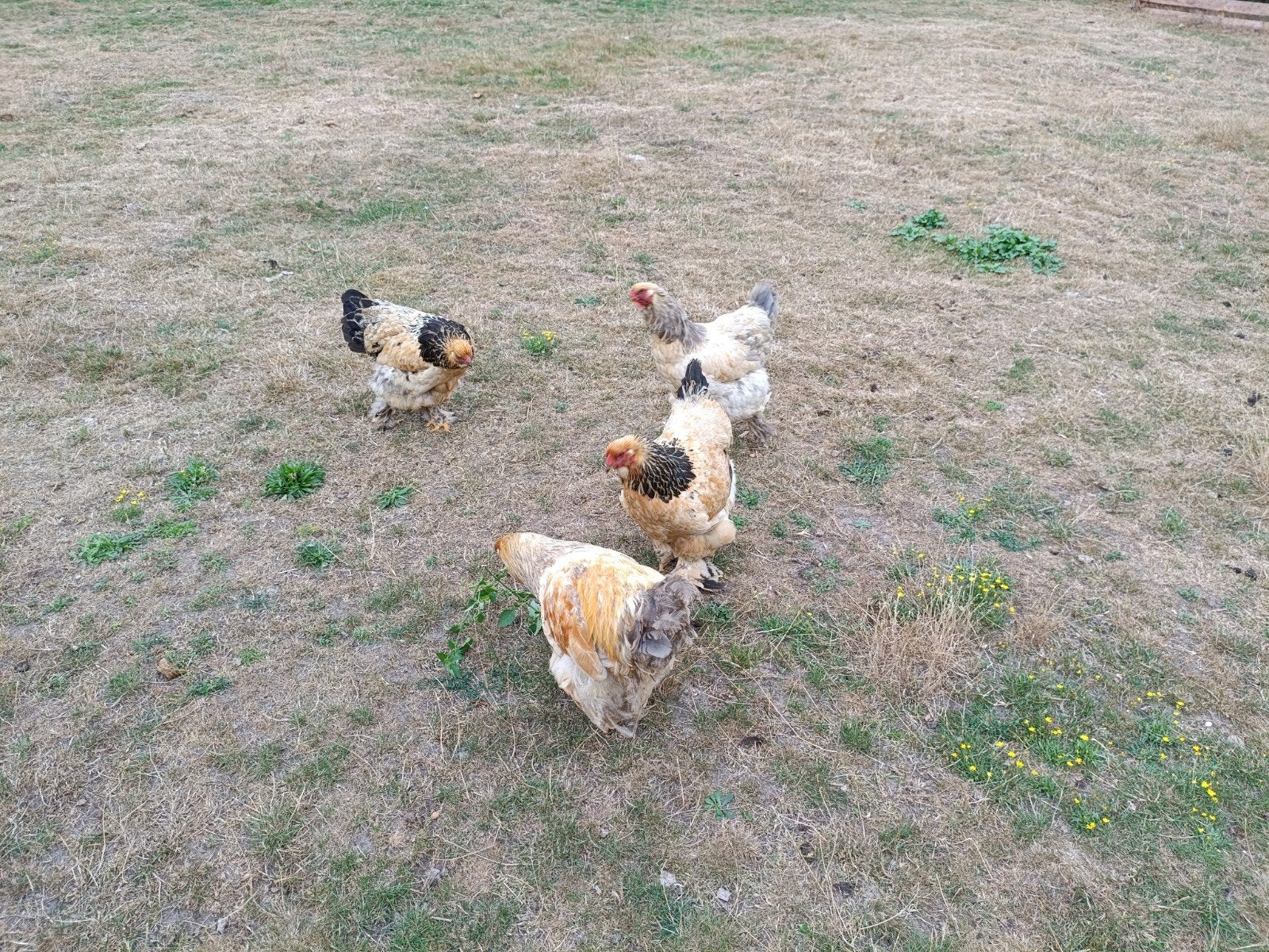 4 Brahma hennen, Dieren en Toebehoren, Pluimvee, Vrouwelijk, Kip
