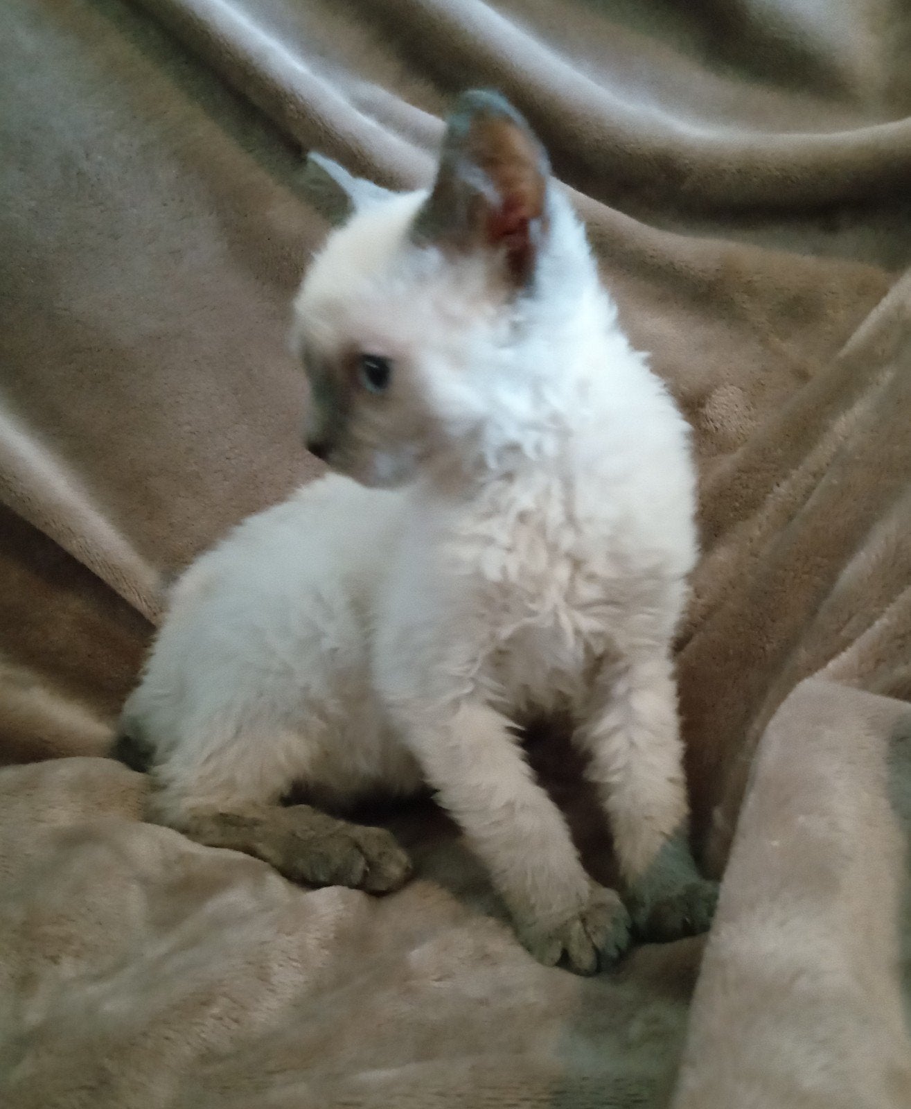 Supermooie, unieke kittens: Selkirk Rex x Devon Rex, Meerdere dieren, Ontwormd, 0 tot 2 jaar