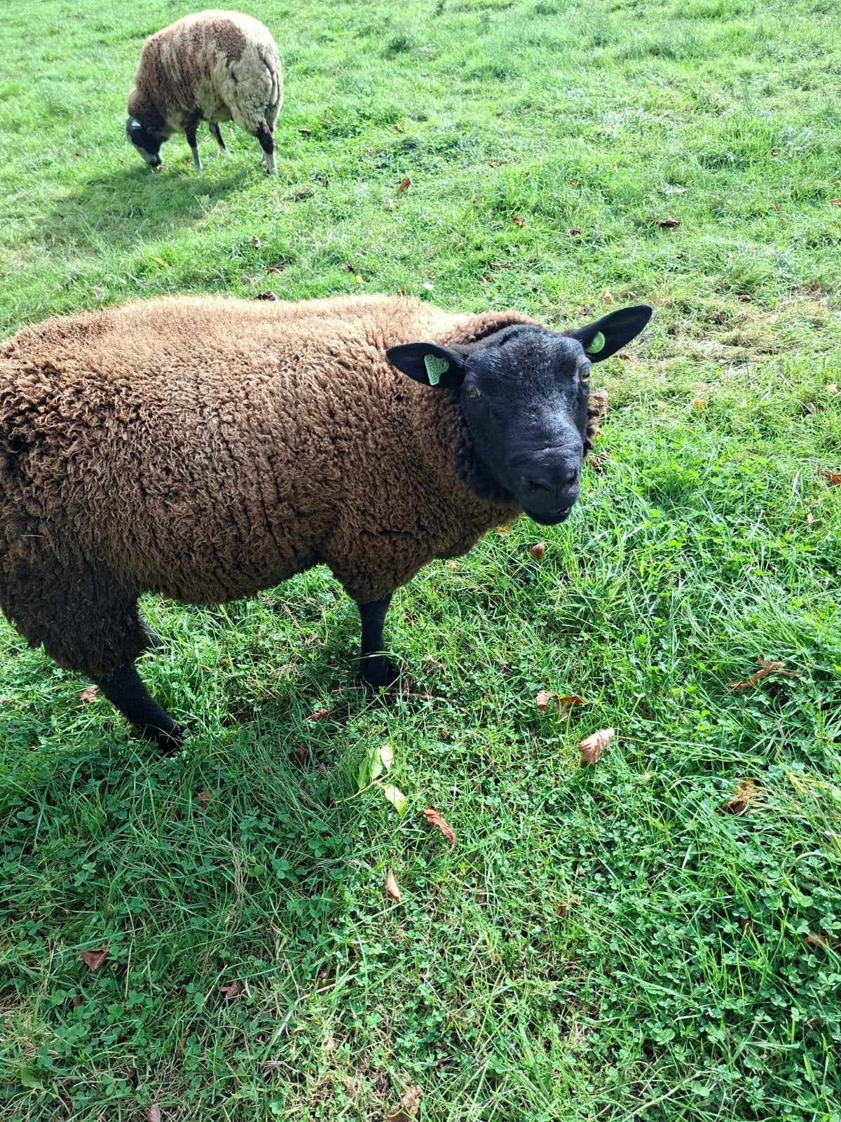 Ram te koop, Dieren en Toebehoren, Mannelijk, Schaap, 0 tot 2 jaar