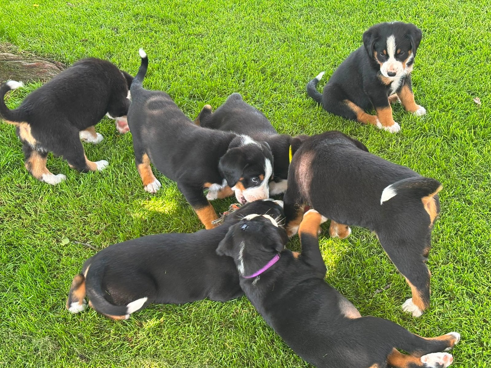 Puppy’s Appenzeller, 8 tot 15 weken, Parvo, Meerdere, Meerdere dieren