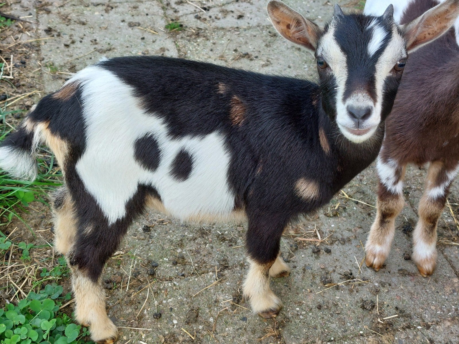 dwerggeit lam met maanvlekken mieke, Dieren en Toebehoren, Vrouwelijk, Geit