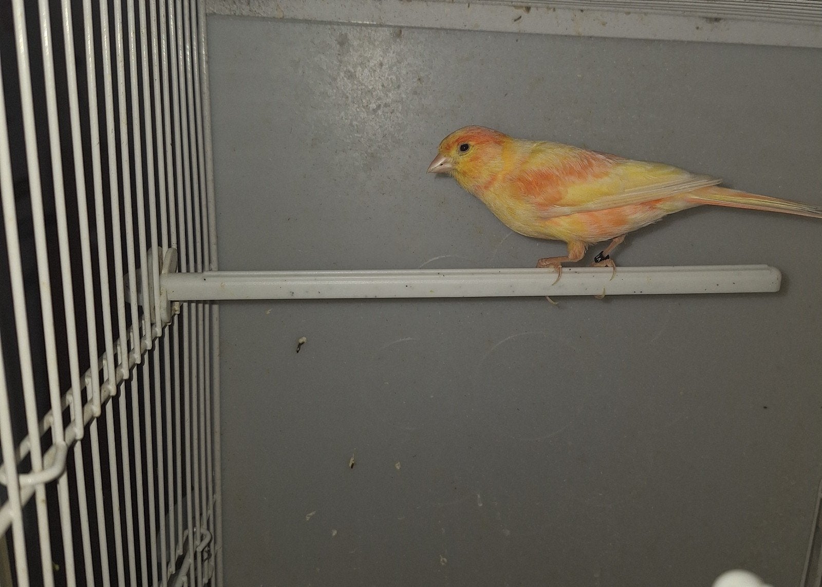 Tekoop geel rood mozaïek man en 4 rode jongen, Mannelijk, Kleurkanarie