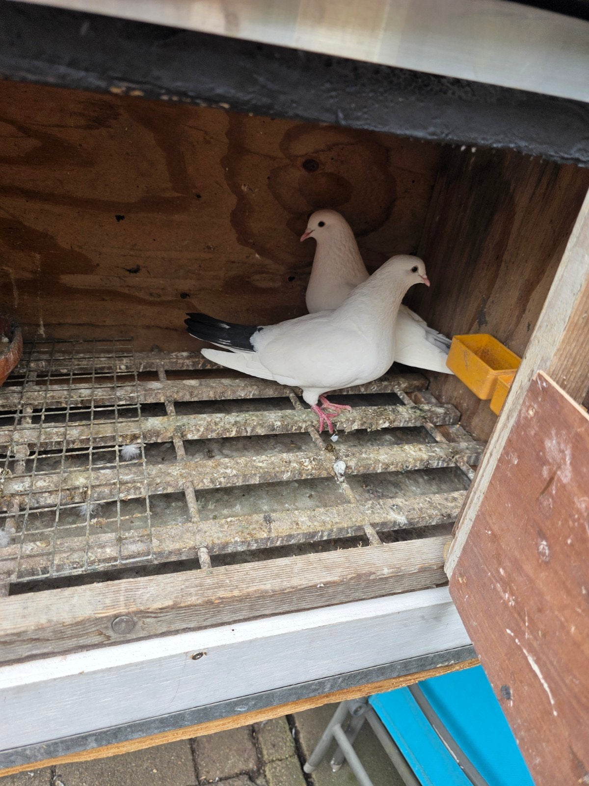 Prachtige koppelen, Dieren en Toebehoren