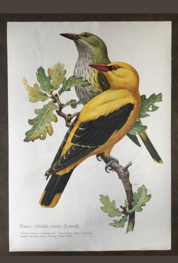 vintage retro schoolplaten zangvogels, jaren 70, Antiek en Kunst, Antiek | Schoolplaten, Ophalen of Verzenden, Natuur en Biologie