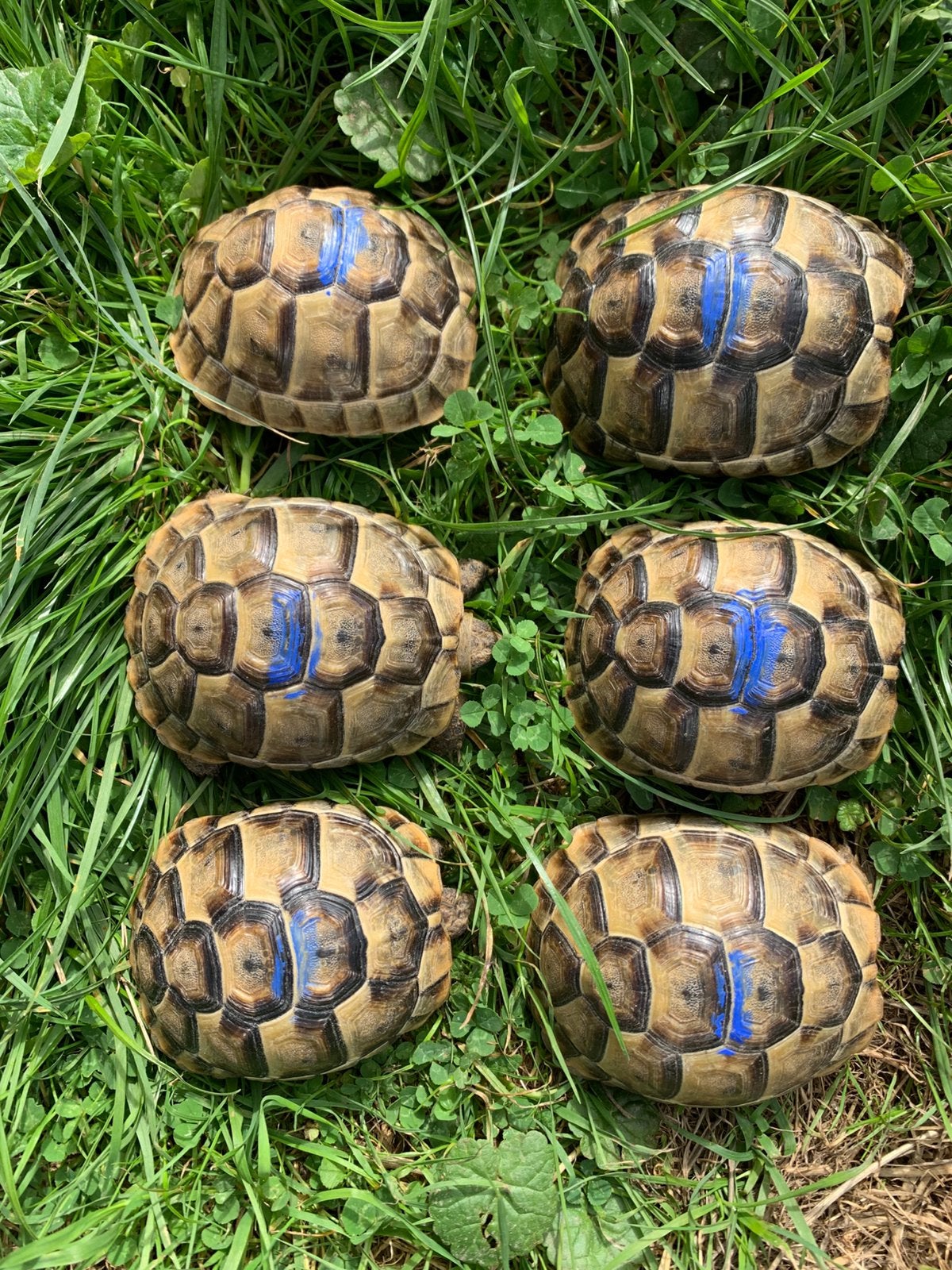 Landschildpad - Testudo Graeca Ibera Nakweek 2025 Tortoise - unknown for sale from Annemie