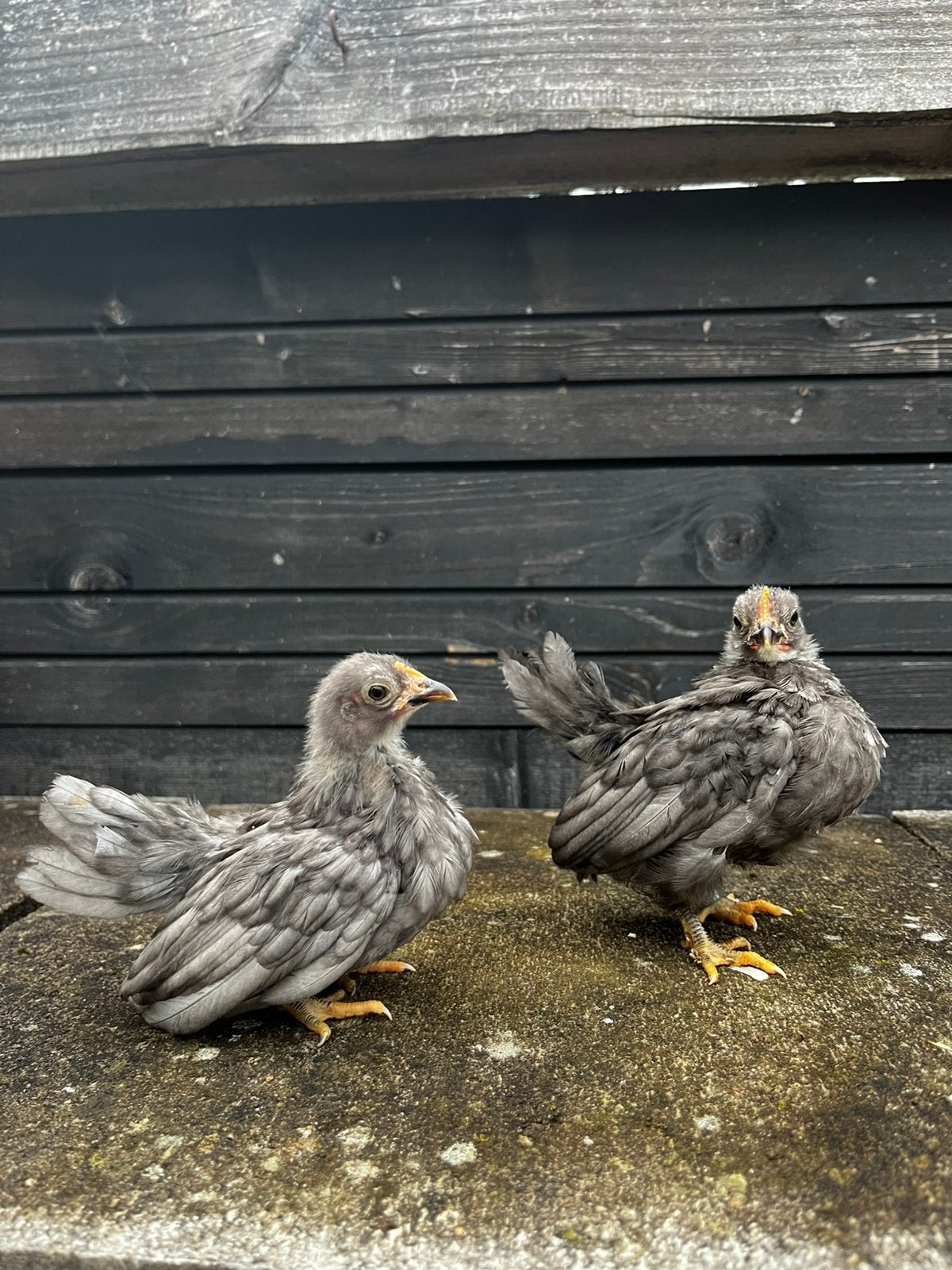Koppel serama’s, Dieren en Toebehoren, Meerdere dieren, Kip