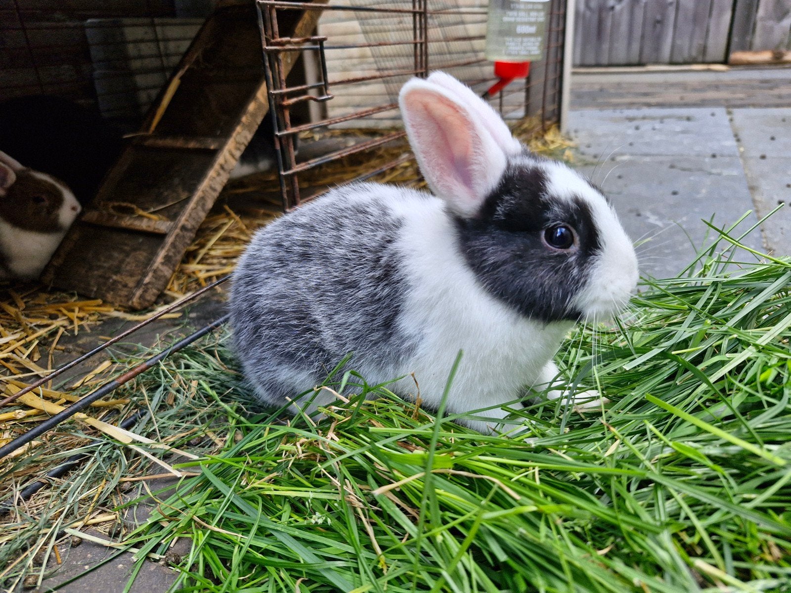 Super lief baby dwerg konijntje te koop (dwerg x mini lop)