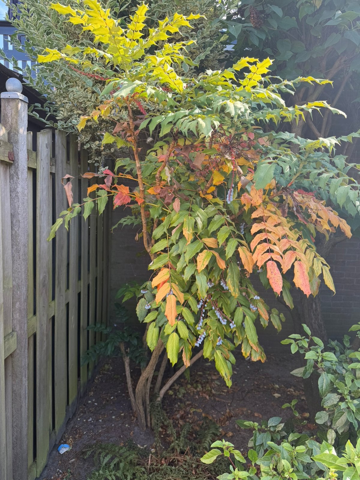 1x mahoniestruik (schijnhulst), Tuin en Terras, Planten | Bomen, Ophalen, Volle zon, Overige soorten