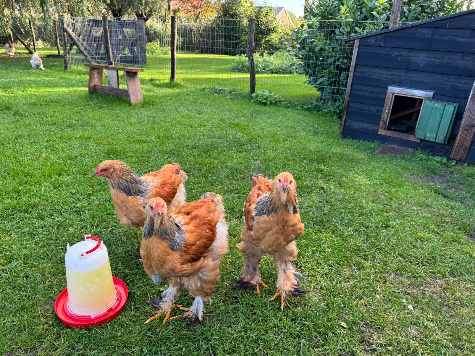 3 Brahma hanen 3 mnd oud, Dieren en Toebehoren, Mannelijk, Kip
