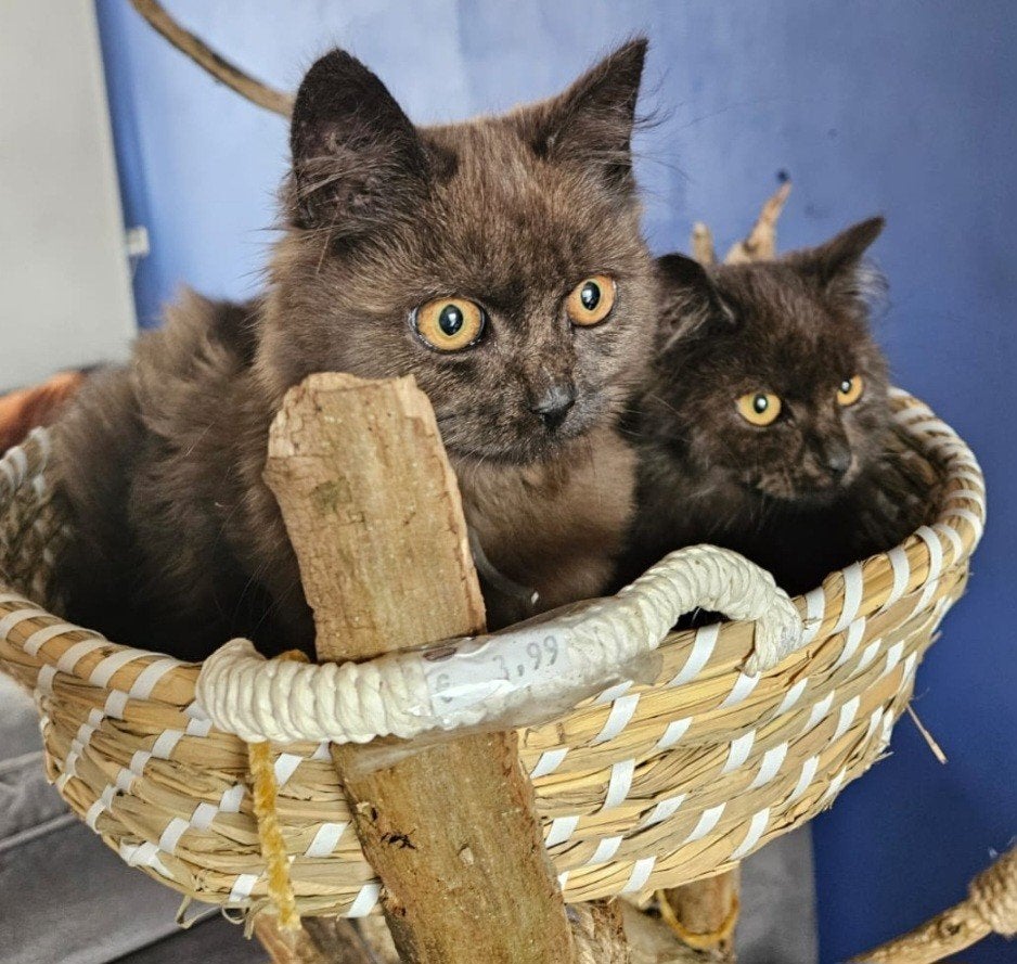 britse langhaar duo, Dieren en Toebehoren, Meerdere dieren, Ontwormd, 0 tot 2 jaar
