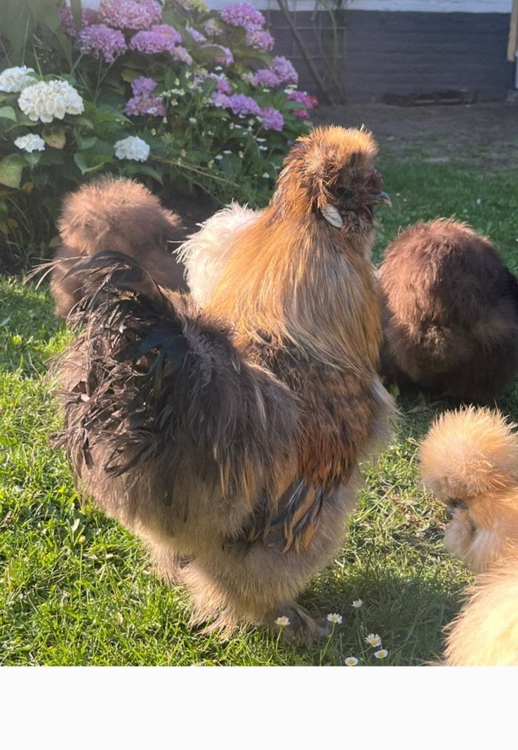 Zijdehoender haantje van 1 jaar oud - gratis, Dieren en Toebehoren, Pluimvee, Kip, Mannelijk