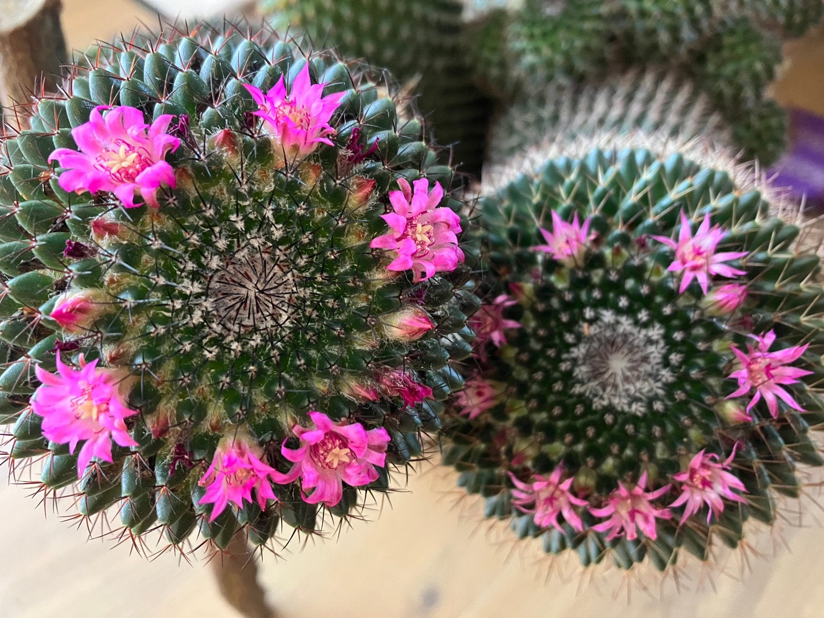 Volgroeide kluster Mammillaria polythele (tepelcactus), Huis en Inrichting, Ophalen