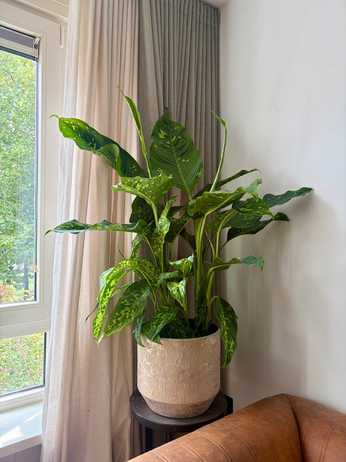 Dieffenbachia kamerplant, Ophalen, Halfschaduw, Minder dan 100 cm