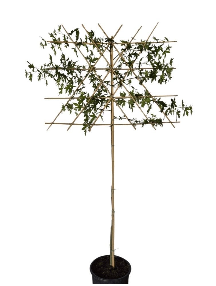 3 stuks Leiboom Amberboom - Liquidambar styr. 'Worplesdon', Leiboom, Lente, 100 tot 250 cm, Ophalen