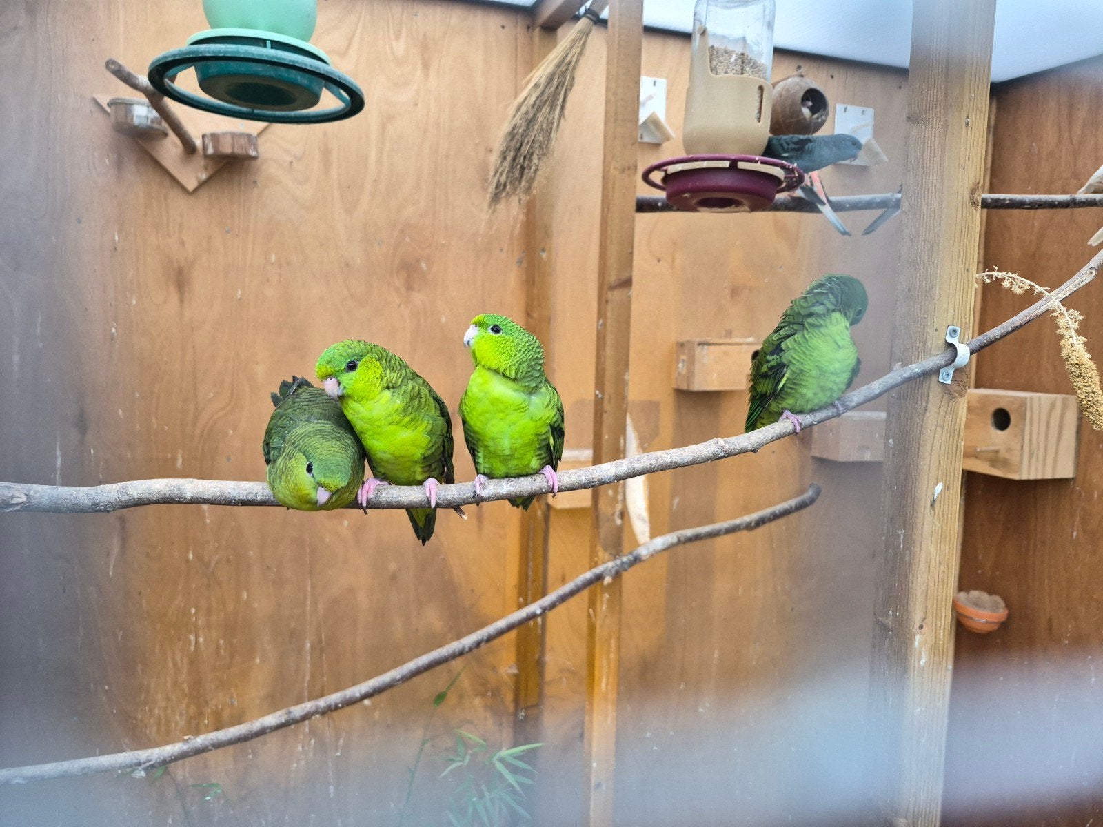 Jonge catharina parkieten, Dieren en Toebehoren, Mannelijk, Parkiet, Geringd