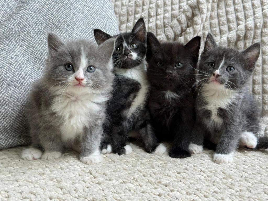 Bijzonder mooie mix kittens, lang en kortharig, Meerdere dieren
