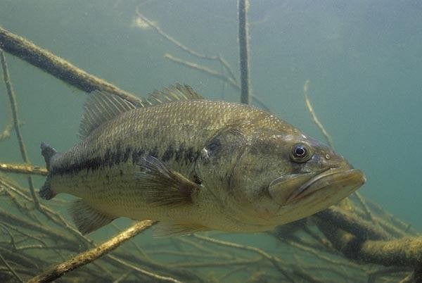 Forelbaars (Black Bass) – Gezonde jonge vissen, Overige soorten