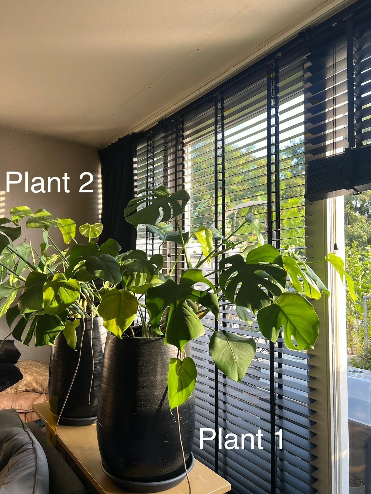 Planten monstera, Huis en Inrichting, Kamerplanten, Ophalen, Overige soorten, Halfschaduw, Minder dan 100 cm