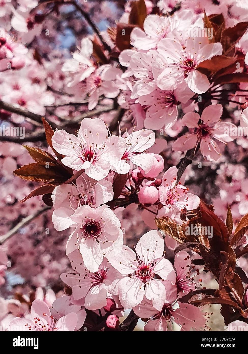 prunus cerasifolia nigra, Overige soorten, Lente, 100 tot 250 cm, Ophalen