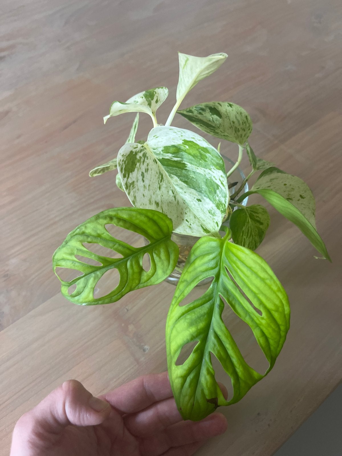 Diverse stekjes te koop: Monstera monkeymask  & Epipremnum, Vaste plant, Ophalen of Verzenden, Bloeit niet, Halfschaduw