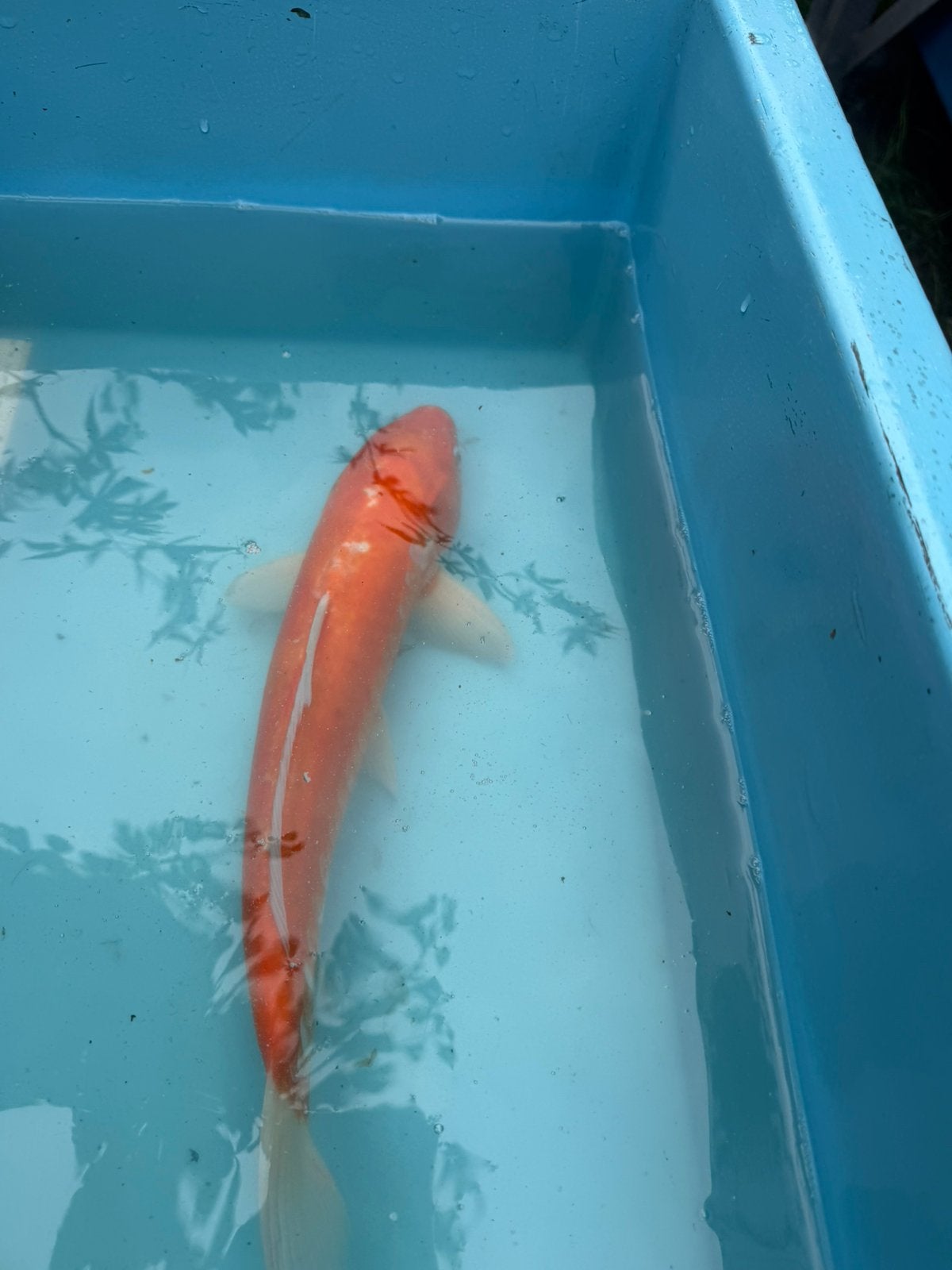 Kohaku koi, Dieren en Toebehoren, Karper of Koi