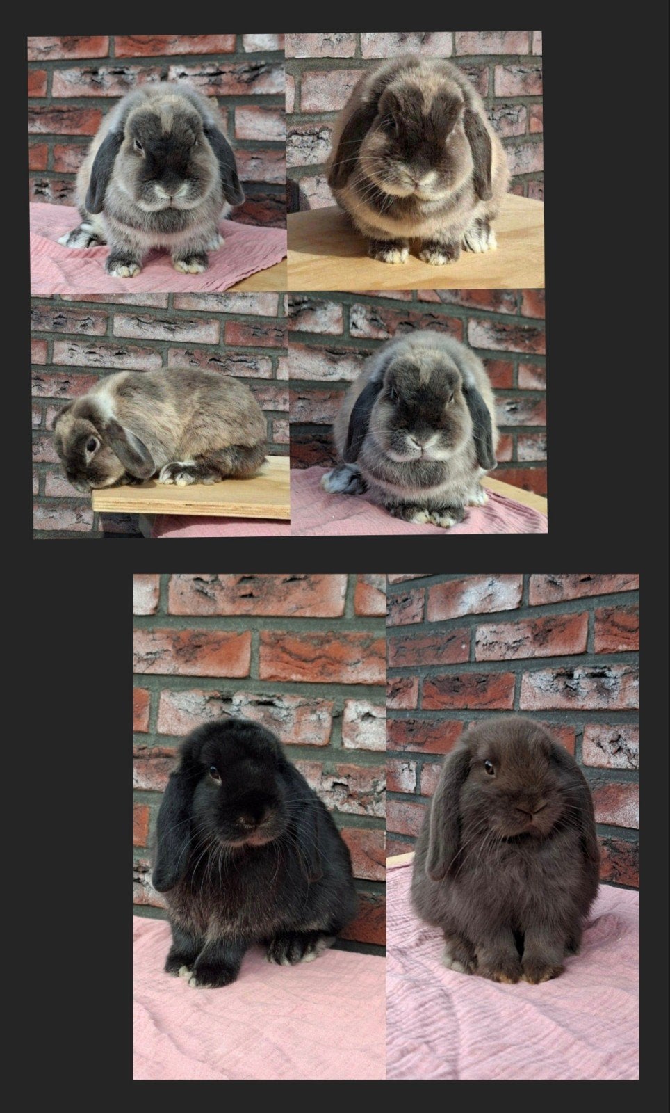 3 leuke Raszuivere hangoor konijntjes, Dieren en Toebehoren, Meerdere dieren, Dwerg, Hangoor