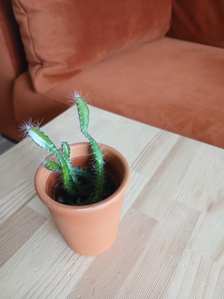 Cactus in pot, Ophalen, Minder dan 100 cm, Volle zon, In pot
