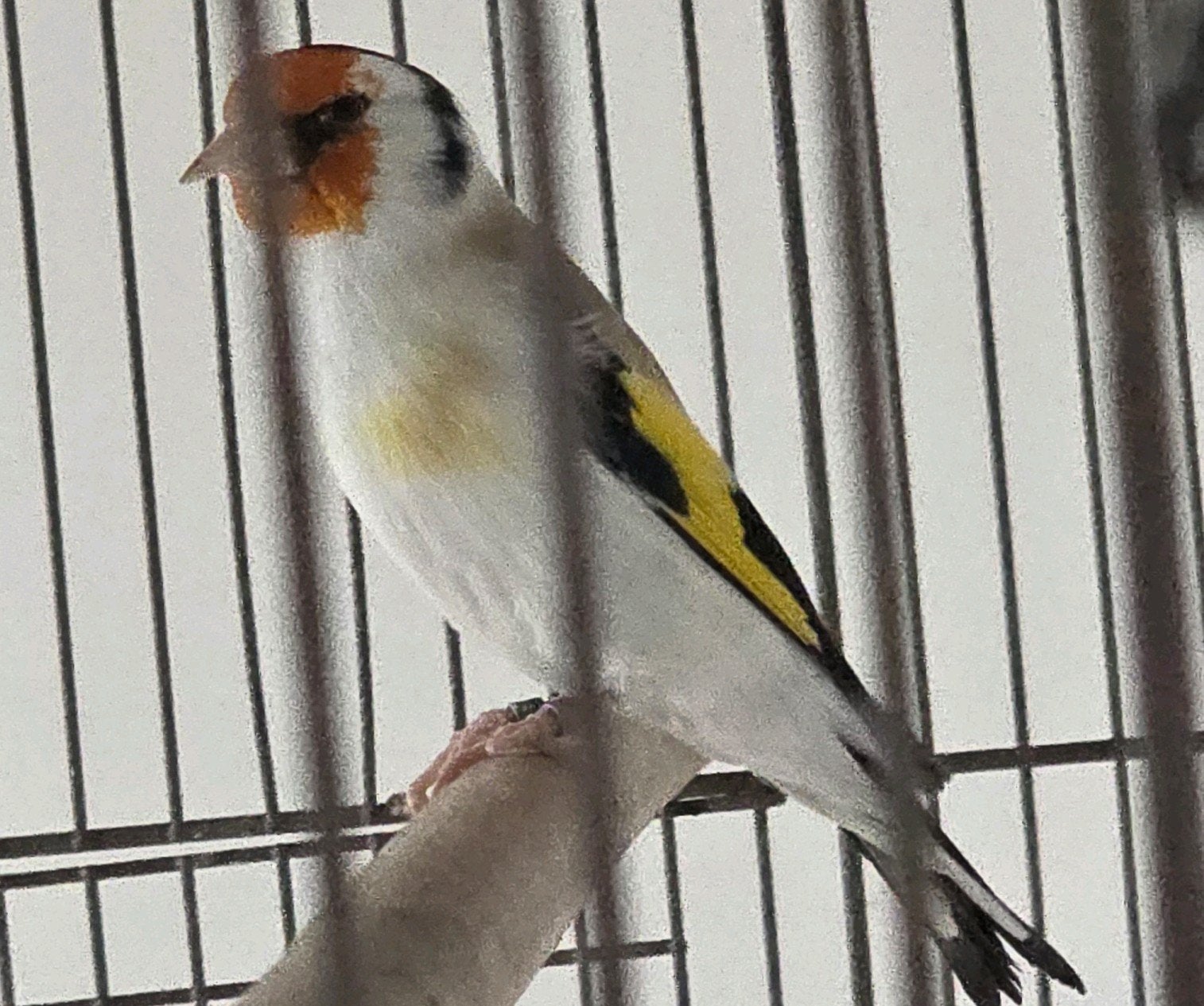 majoor putter Man 21, Dieren en Toebehoren, Mannelijk, Wildzangvogel