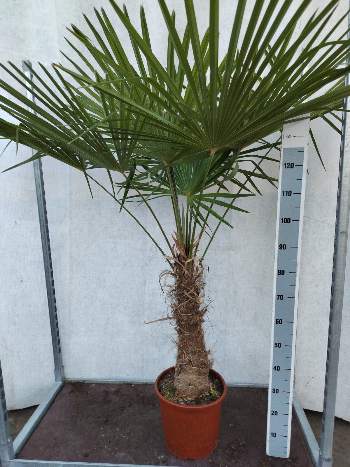 Trachycarpus Fortunei - Winterharde Palmboom, 100 tot 250 cm, Zomer, Palmboom, Ophalen