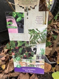 Morus nigra ''Mojo Berry'' of zwarte moerbei, Ophalen, Overige soorten, Struik, Minder dan 100 cm