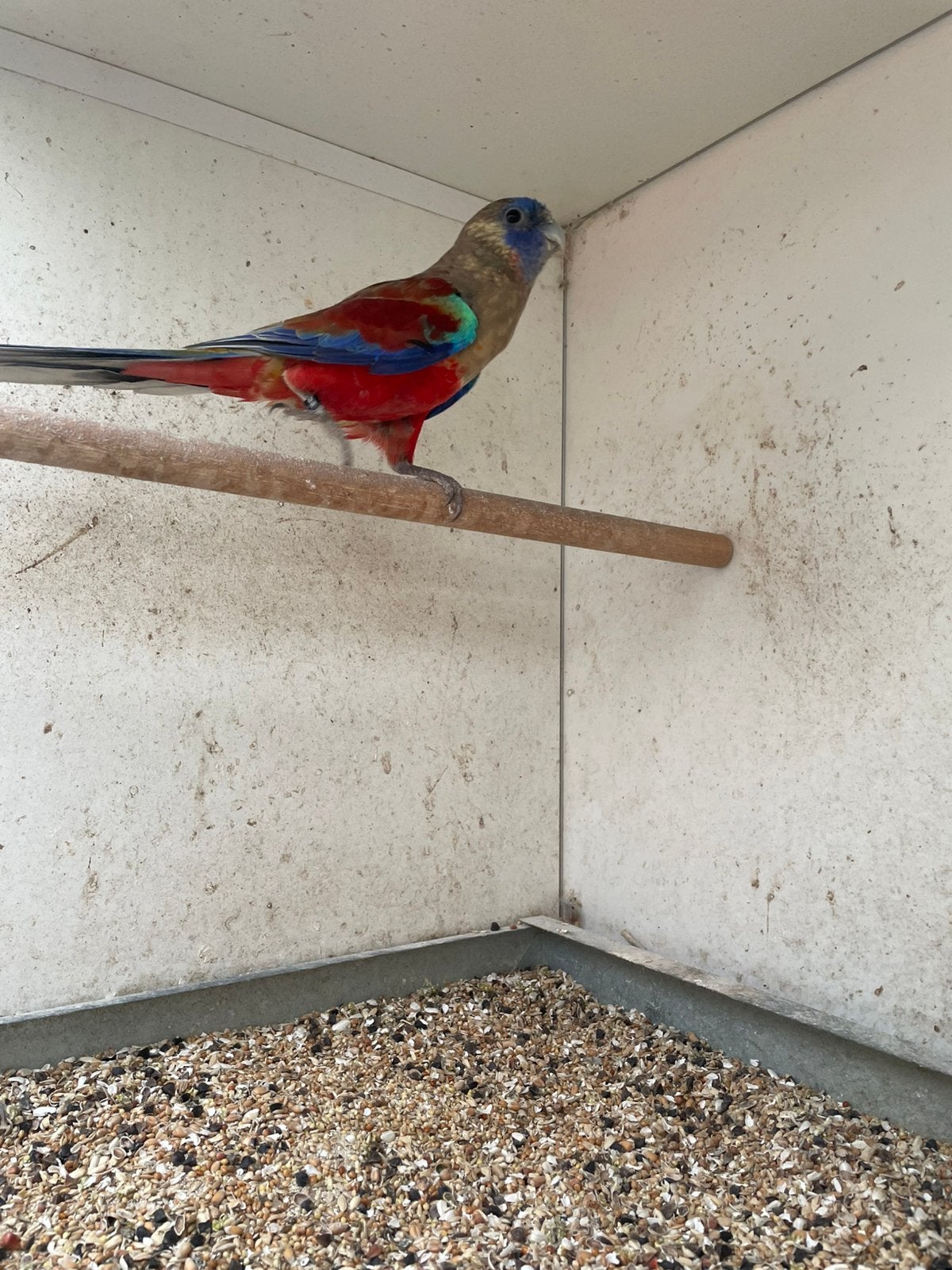 1-0 bleu bonnet., Dieren en Toebehoren, Vogels | Parkieten en Papegaaien, Meerdere dieren, Parkiet