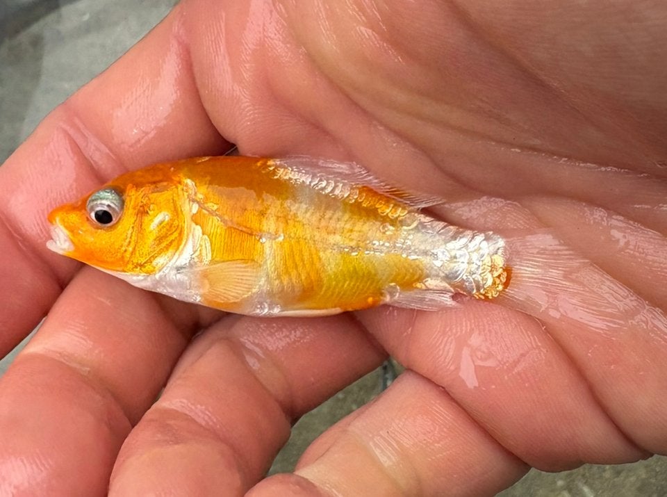 Spiegelkarpertjes / koi karpertjes / butterflykois, Karper of Koi