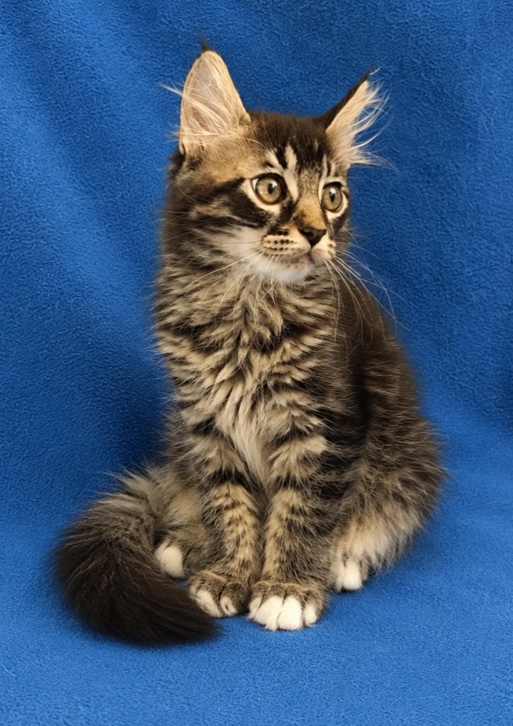 Twee langharige kruising katerjes, Kater, Langharig, 0 tot 2 jaar