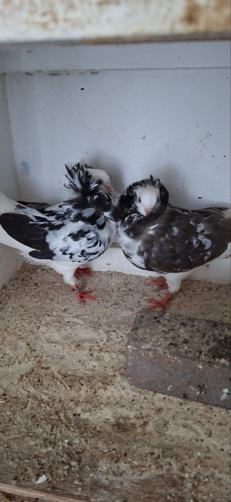 te koop sierduiven Oudhollands kapucijnen duiven, Dieren en Toebehoren, Meerdere dieren, Overige soorten