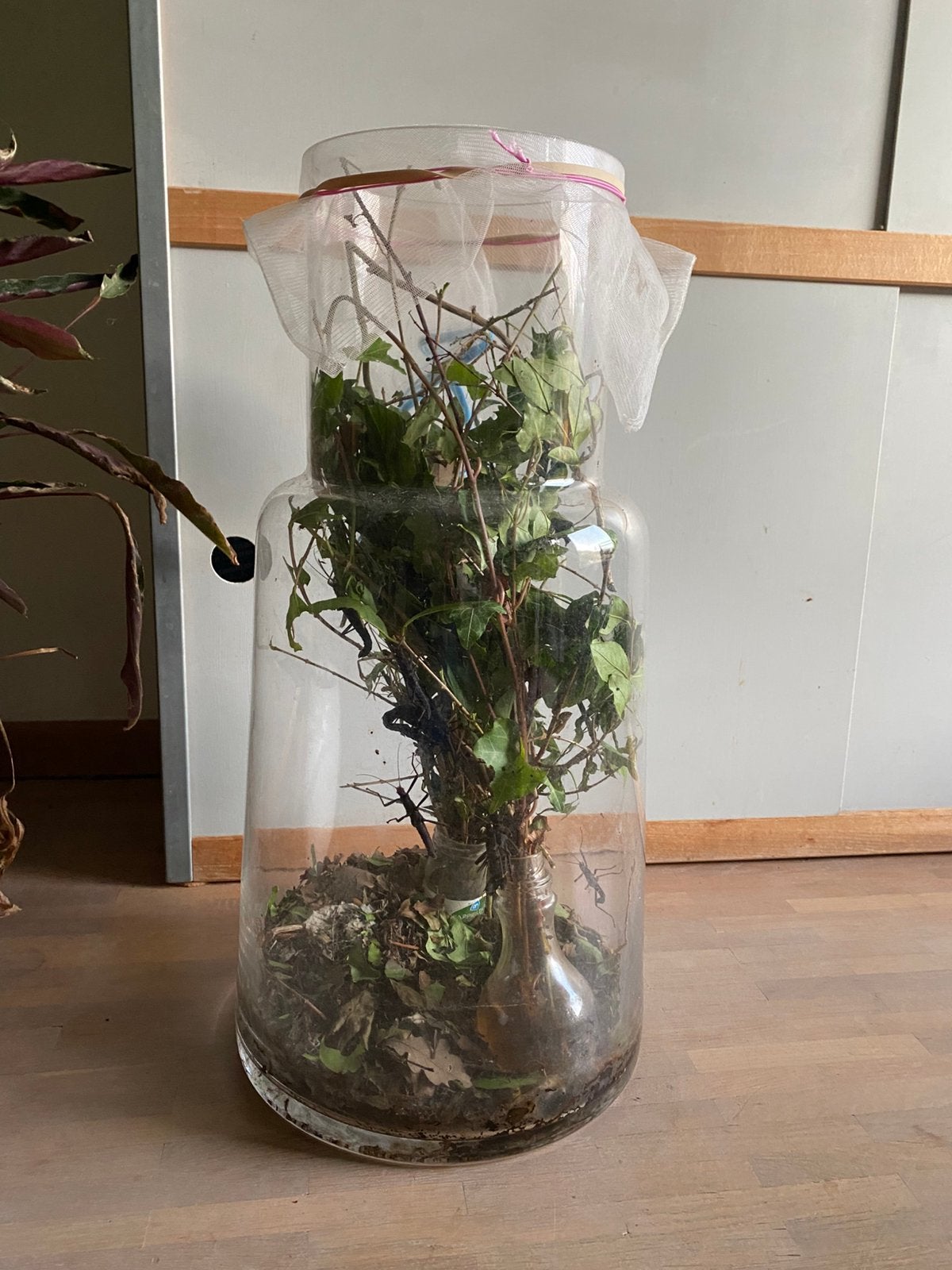 Black beauty en stick insects en wandelende takken, Dieren en Toebehoren, Insecten en Spinnen, Wandelende tak