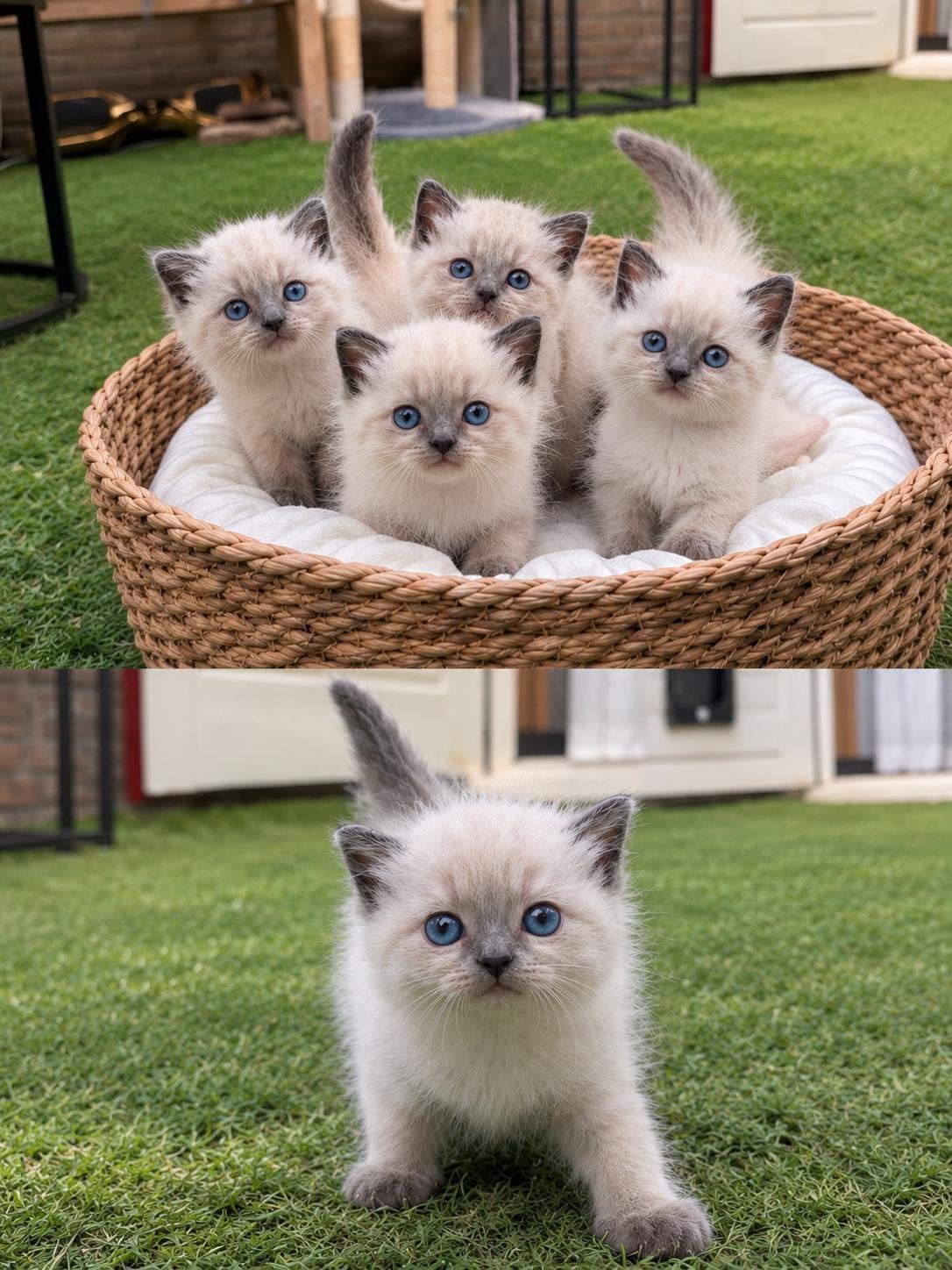 Prachtige Ragdoll kittens met blauwe ogen, Dieren en Toebehoren, Poes