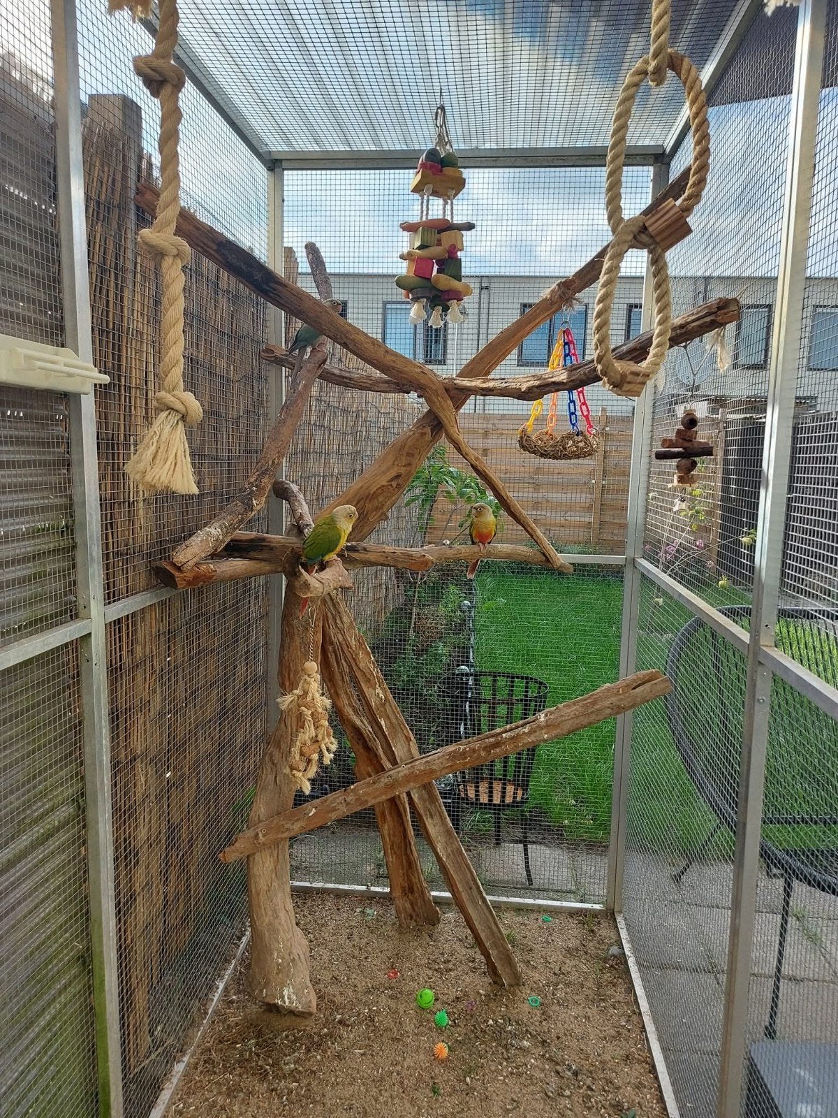 Parkieten & papagaaien Opvang, Meerdere dieren, Parkiet