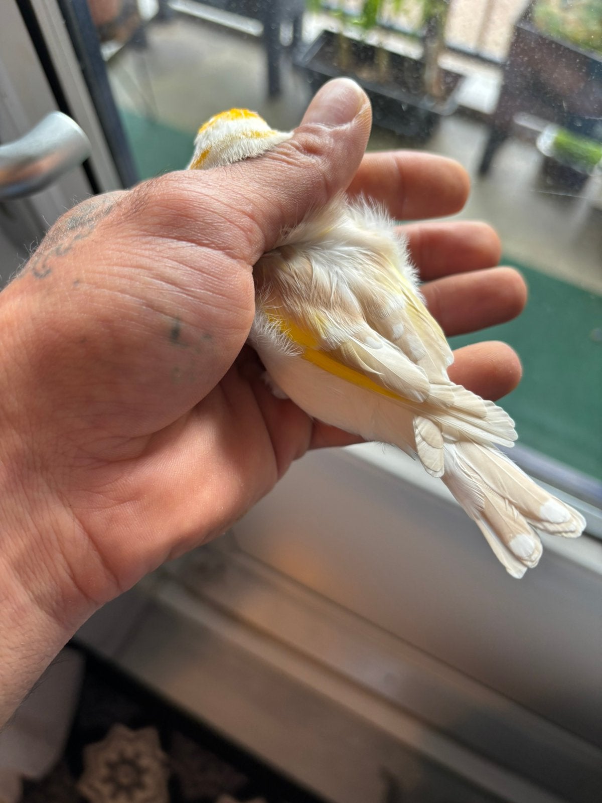 Prachtige witte putter pop 2025, Dieren en Toebehoren, Vrouwelijk, Kleurkanarie