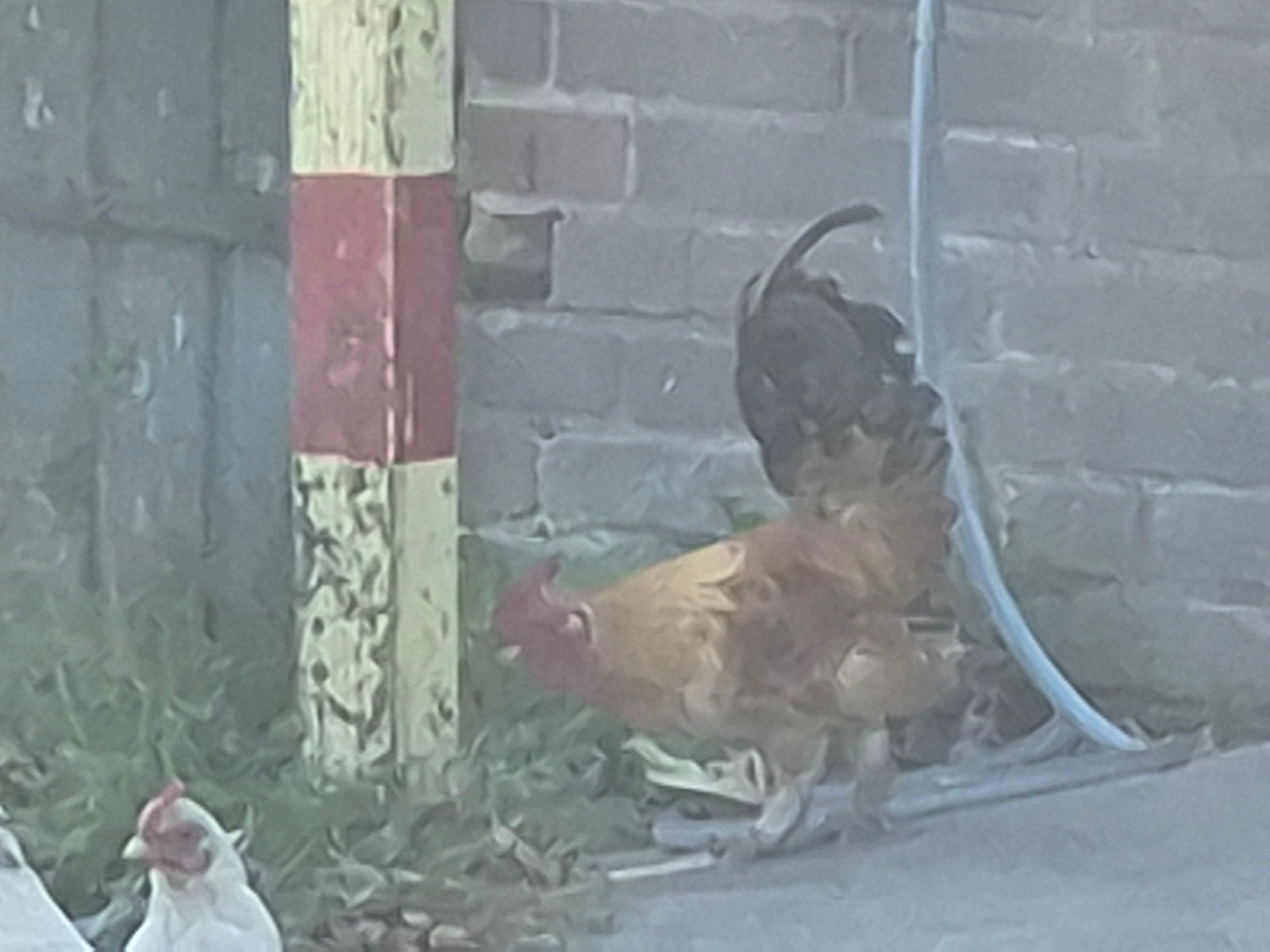 Jonge (kriel)haan gratis af te halen, Dieren en Toebehoren, Mannelijk, Kip