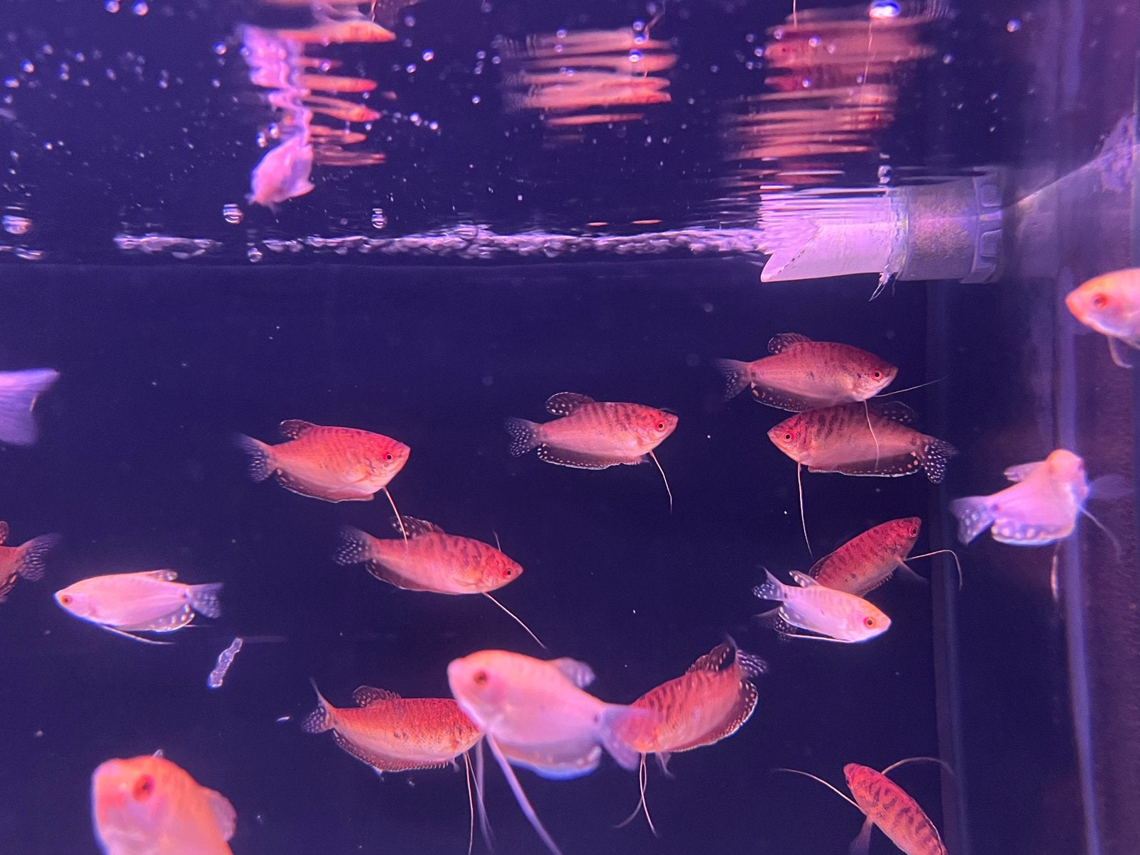 Goud Goerami, Vis