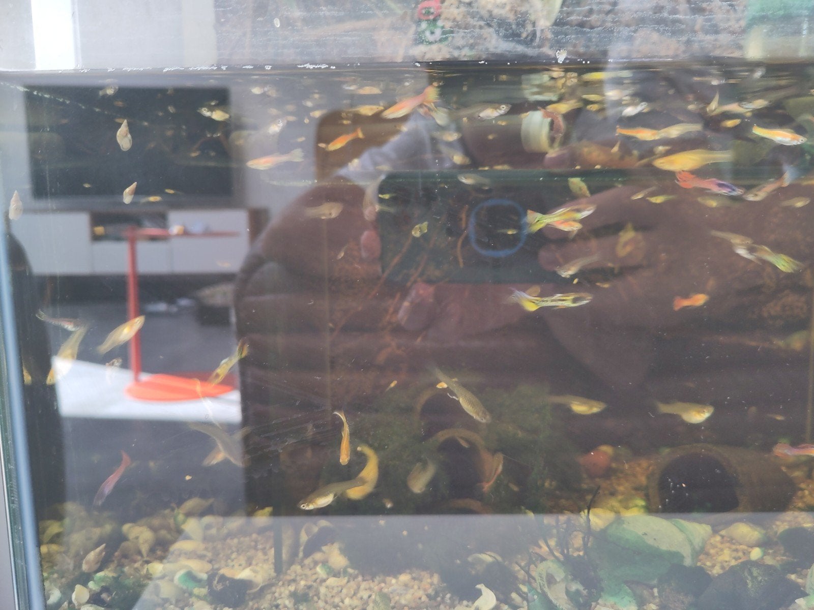Endler guppies, 20 stukken voor 8€, Vis, Zoetwatervis, Schoolvis